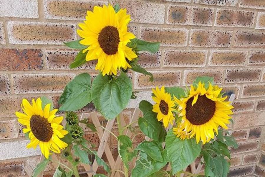 Anchor Foster Care Sunflower Competition Winner